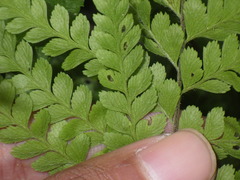 Microlepia strigosa