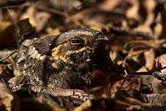 Caprimulgus madagascariensis