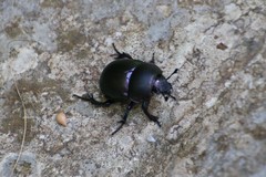 Trypocopris vernalis