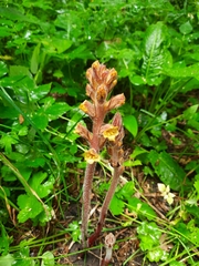 Orobanche laxissima