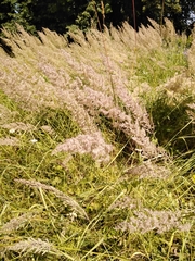 Calamagrostis epigejos