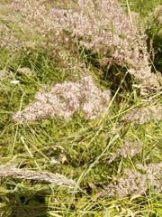 Calamagrostis epigejos