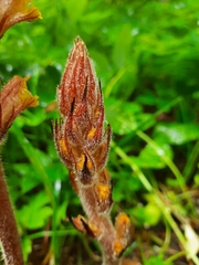 Orobanche laxissima