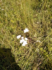 Achillea millefolium