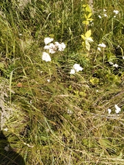 Achillea millefolium