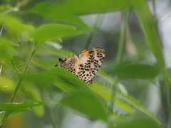 Symbrenthia hypselis