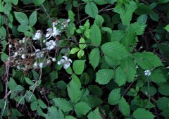 Rubus lindleianus