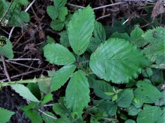 Rubus lindleianus