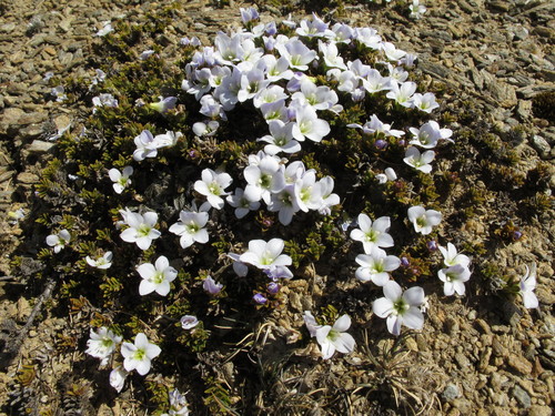 Veronica densifolia, photograph 3