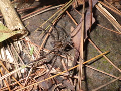 Heteropoda tetrica