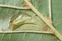 Phyllonorycter rajella