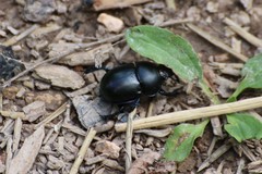 Trypocopris vernalis