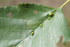 Phyllonorycter rajella
