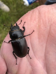 Lucanus cervus