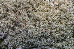 Pulchrocladia retipora