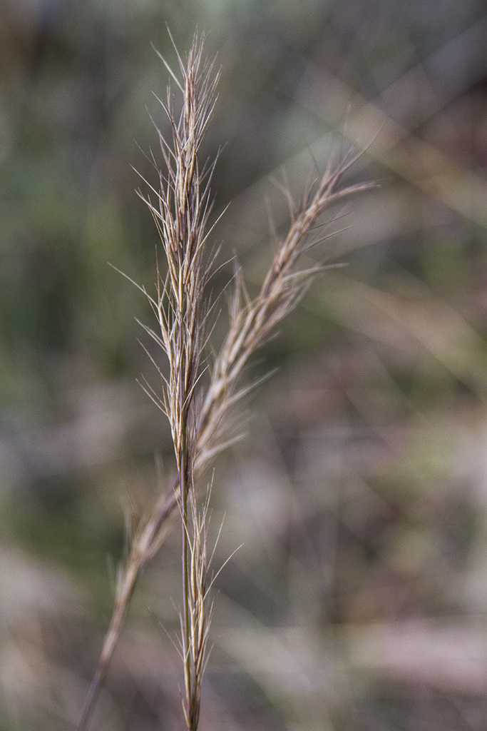 purple wiregrass