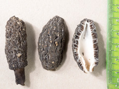 Morchella tomentosa