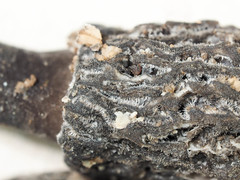 Morchella tomentosa