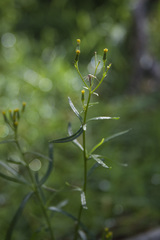 Senecio diaschides