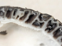 Morchella tomentosa