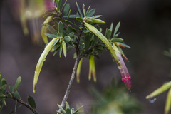 Styphelia triflora