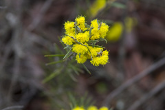 Acacia rhigiophylla