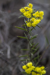 Acacia rhigiophylla