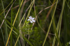 Stellaria pungens
