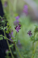 Fumaria densiflora