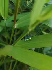 Chlorophanus viridis