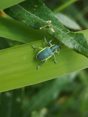 Chlorophanus viridis