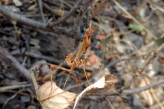 Empusa
