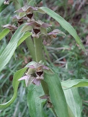 Epipactis helleborine orbicularis