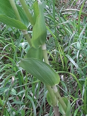 Epipactis helleborine orbicularis