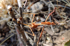Empusa