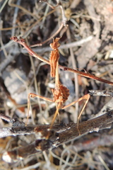 Empusa
