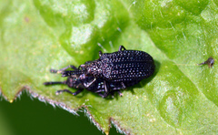 Microrhopala excavata