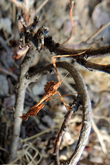 Empusa