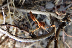 Empusa