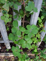 Rubus robiae