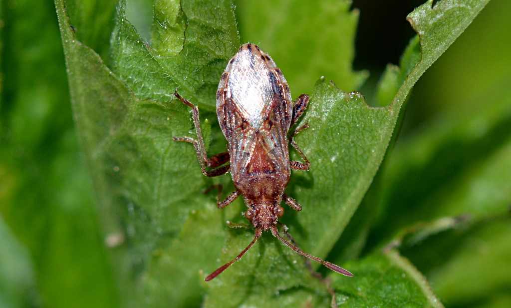 Stictopleurus punctiventris