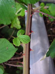 Rubus robiae