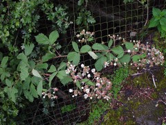 Rubus lindleianus
