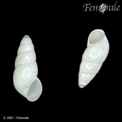 Hydrobia