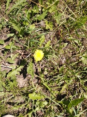 Taraxacum officinale