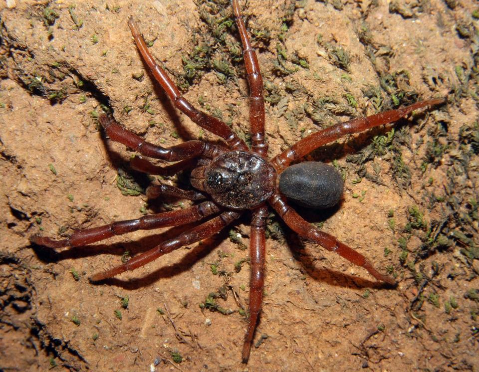 Idiops rubrolimbatus