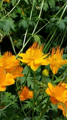 Trollius chinensis