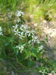 Sericocarpus asteroides