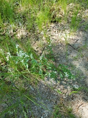 Sericocarpus asteroides