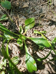 Sericocarpus asteroides